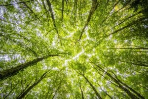 Oxygène dans la forêt